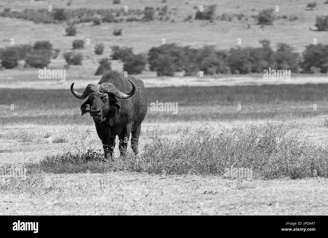 Wilde Büffel im Ngorongoro Krater, Tansania Stockfoto