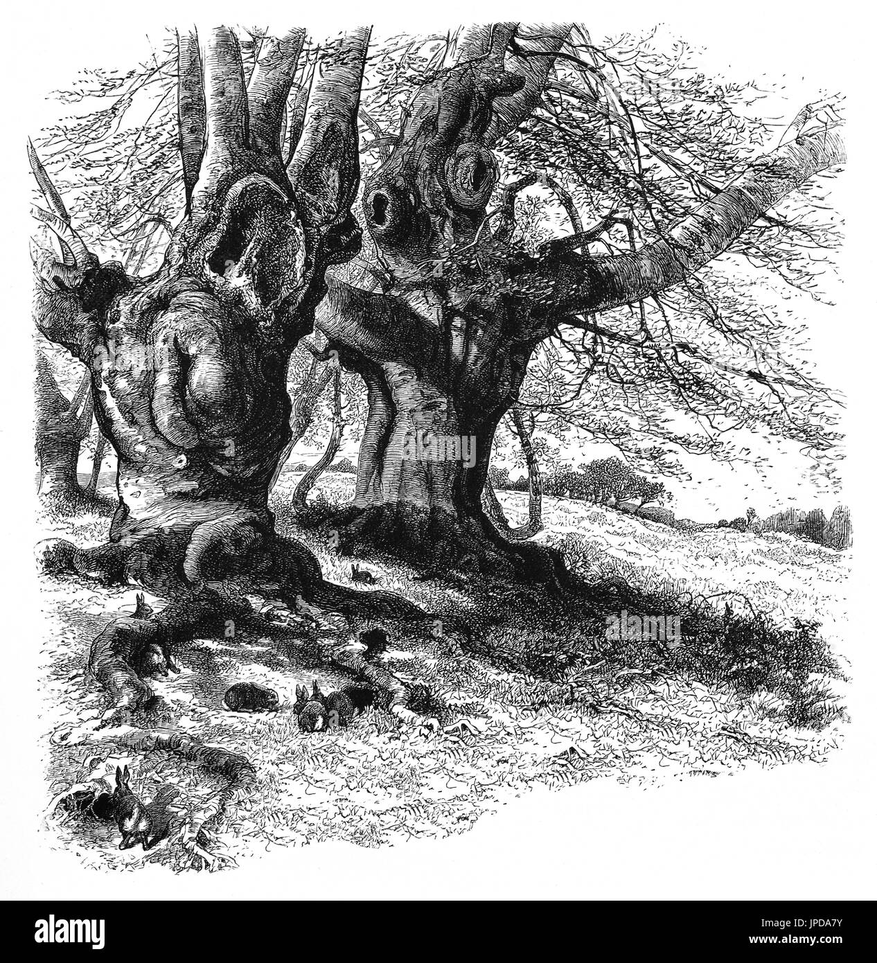 1870: Kaninchen in Burnham Beeches, westlich von Farnham Common in Burnham, Buckinghamshire, England. Für die Öffentlichkeit zugänglich ist es jetzt eine Site of Special Scientific Interest, eine nationale Natur-Reserve und ein Special Area of Conservation. Stockfoto