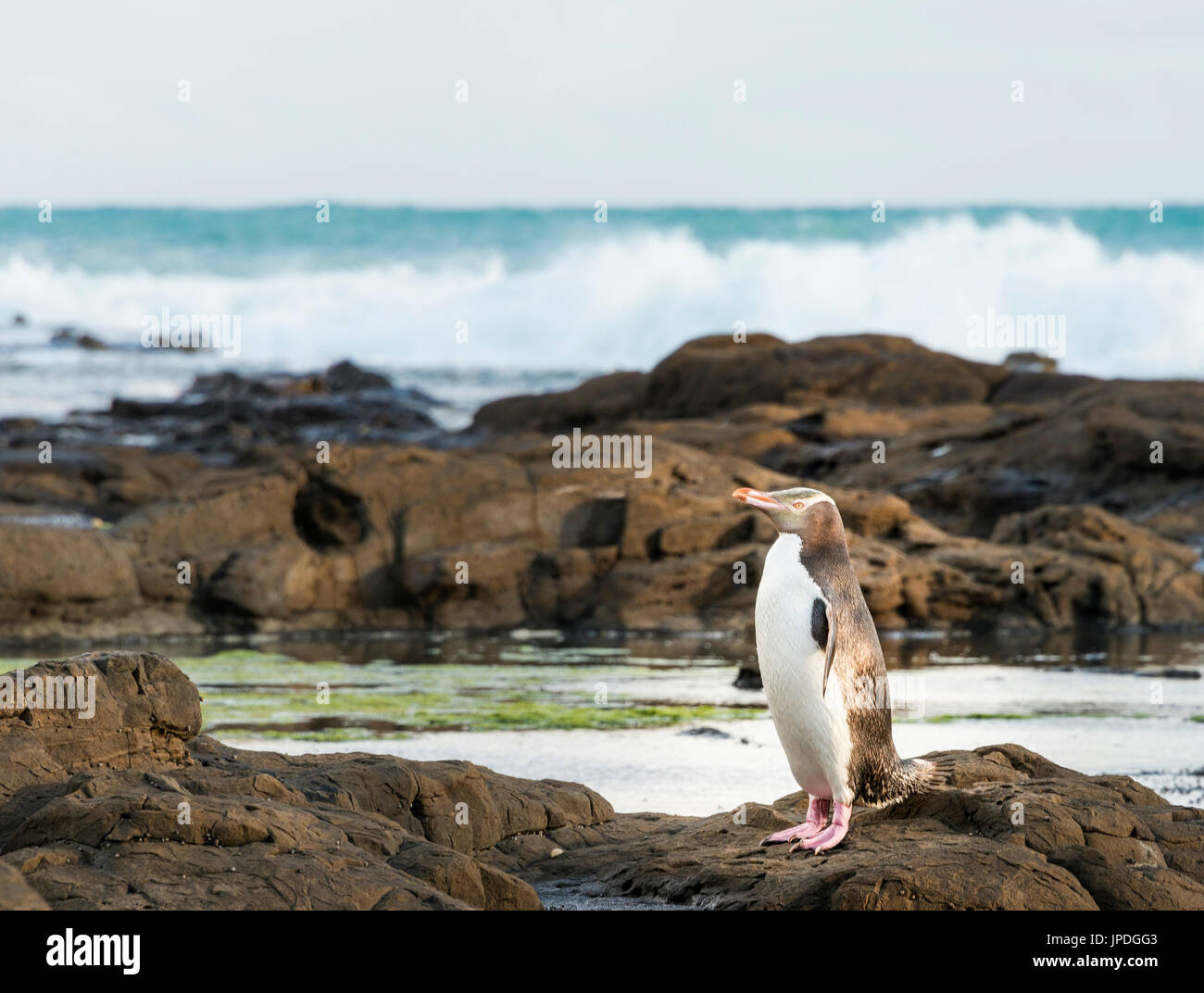 Yellow-eyed Penguin, Hoiho (Megadyptes Antipodes) auf Felsen, versteinerten Wald, Curio Bay, Südländer, Südinsel, Neuseeland Stockfoto