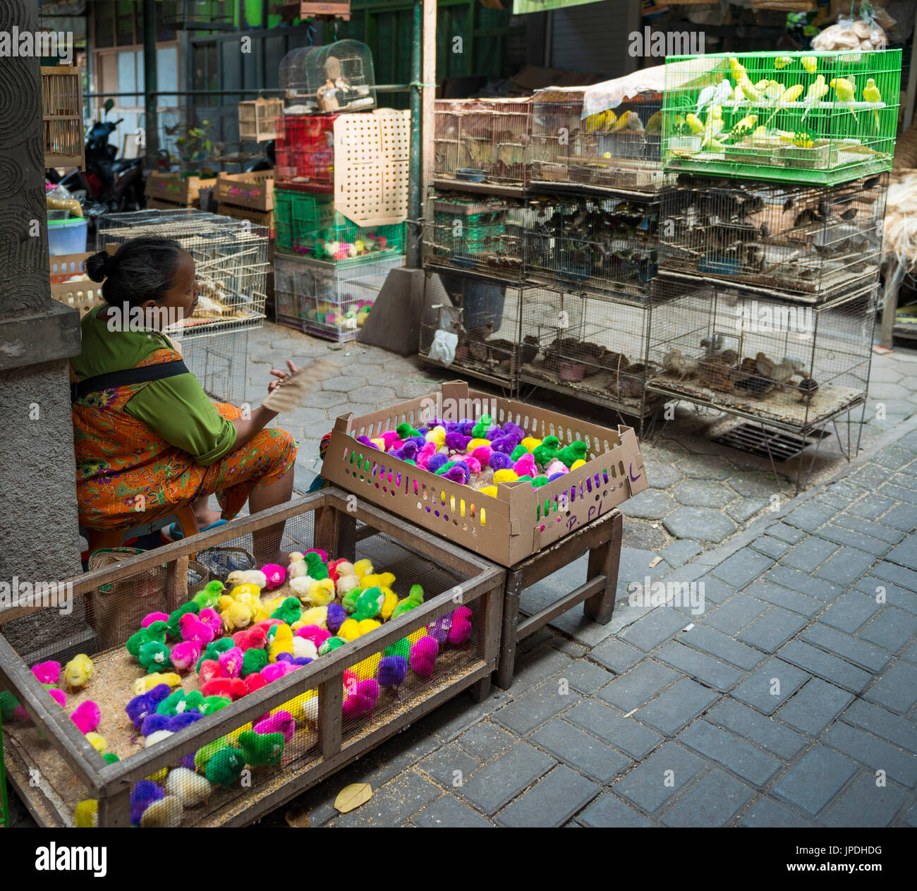 Bunt gefärbte Küken und Vogelkäfige mit Vögel am Verkaufsstand, Vogel Markt, Pasar Ngasem, Yogyakarta, Java, Indonesien Stockfoto