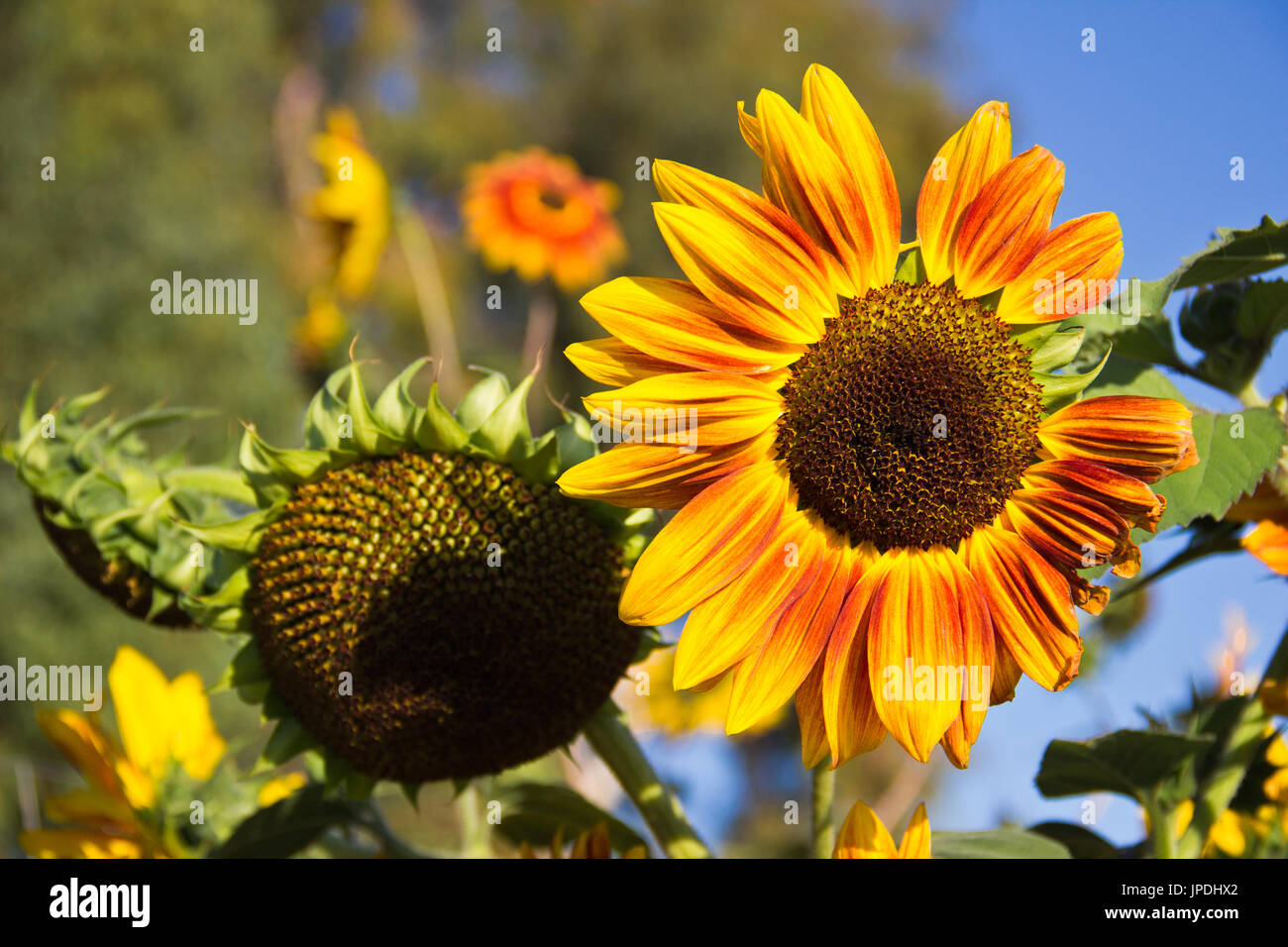 Ende Tag Sonne beleuchtet Sonnenblumen. Stockfoto