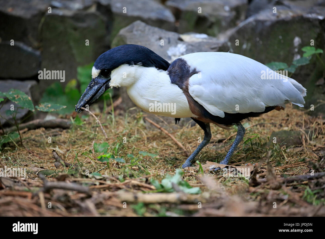 Boot – abgerechnet Heron (Cochlearius Cochlearius), Erwachsene, mit Verschachtelung Material, Gefangenschaft, Verteilung Pantanal, Brasilien Stockfoto