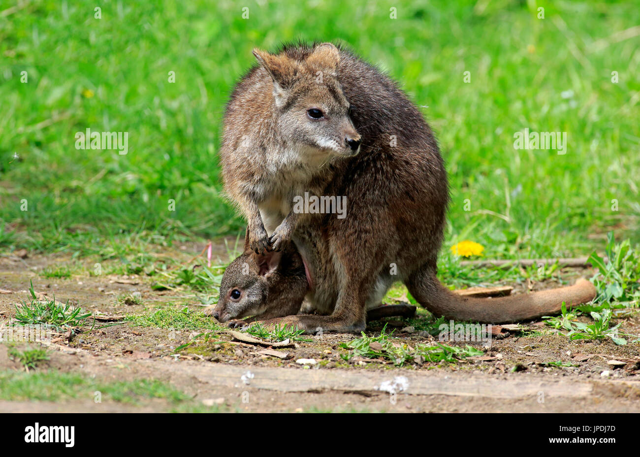 Parma Wallaby (Macropus Parma), dam mit dem jungen Tier, junge Tier schauen aus der Tasche, New-South.Wales, Australien Stockfoto