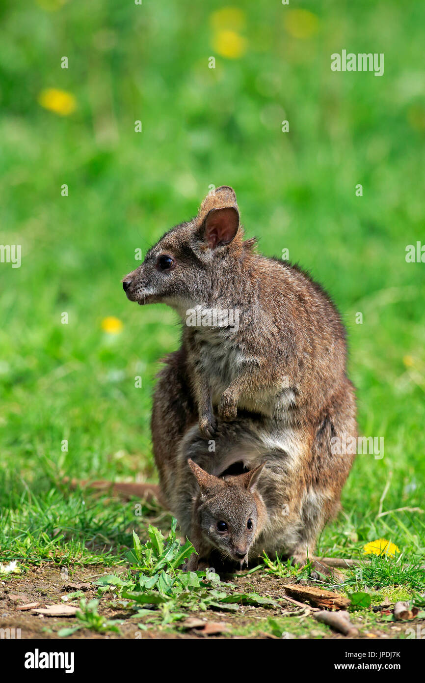 Parma Wallaby (Macropus Parma), dam mit dem jungen Tier, junge Tier schauen aus der Tasche, New-South.Wales, Australien Stockfoto