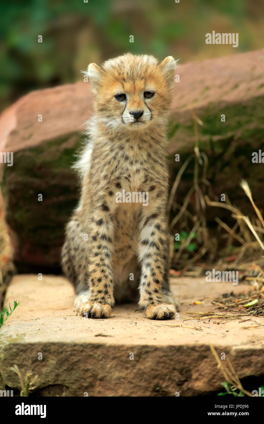 Sudan-Geparden (Acinonyx Jubatus Soemmeringii), Jungtier auftreten Sudan, gefangen auf Felsen, zehn Wochen alt, sitzen Stockfoto
