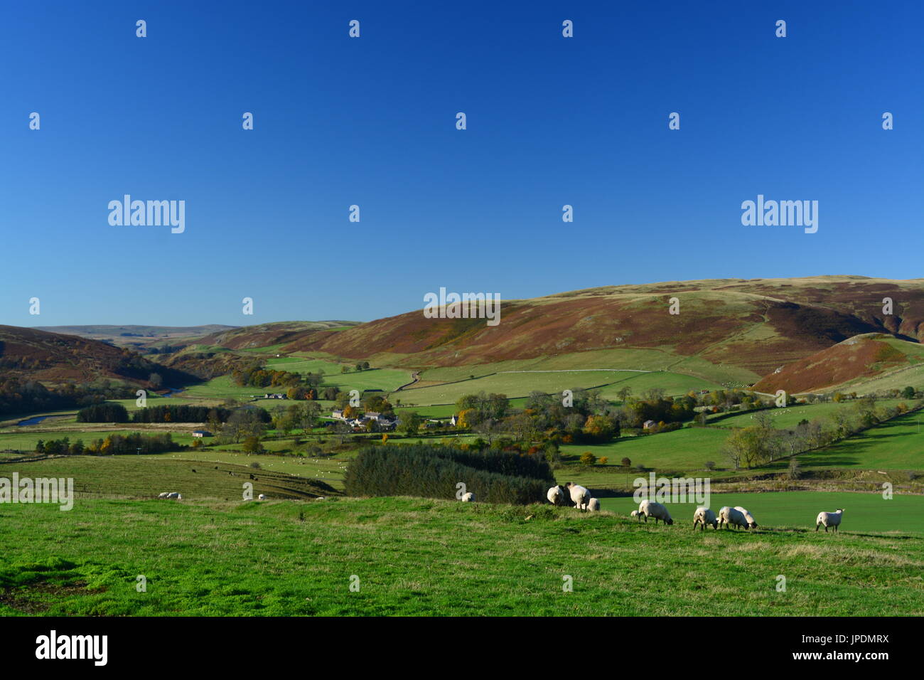 Coquetdale Tal, Northumberland Stockfoto