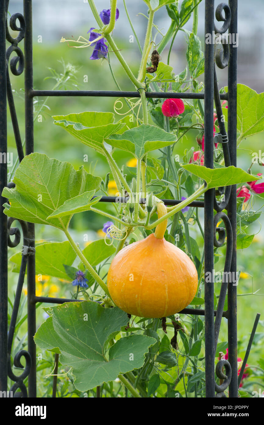 Cucurbita Maxima. Red Kuri Kürbis ein Gartenhaus mit Sweet Pea Blumen wachsen. UK Stockfoto