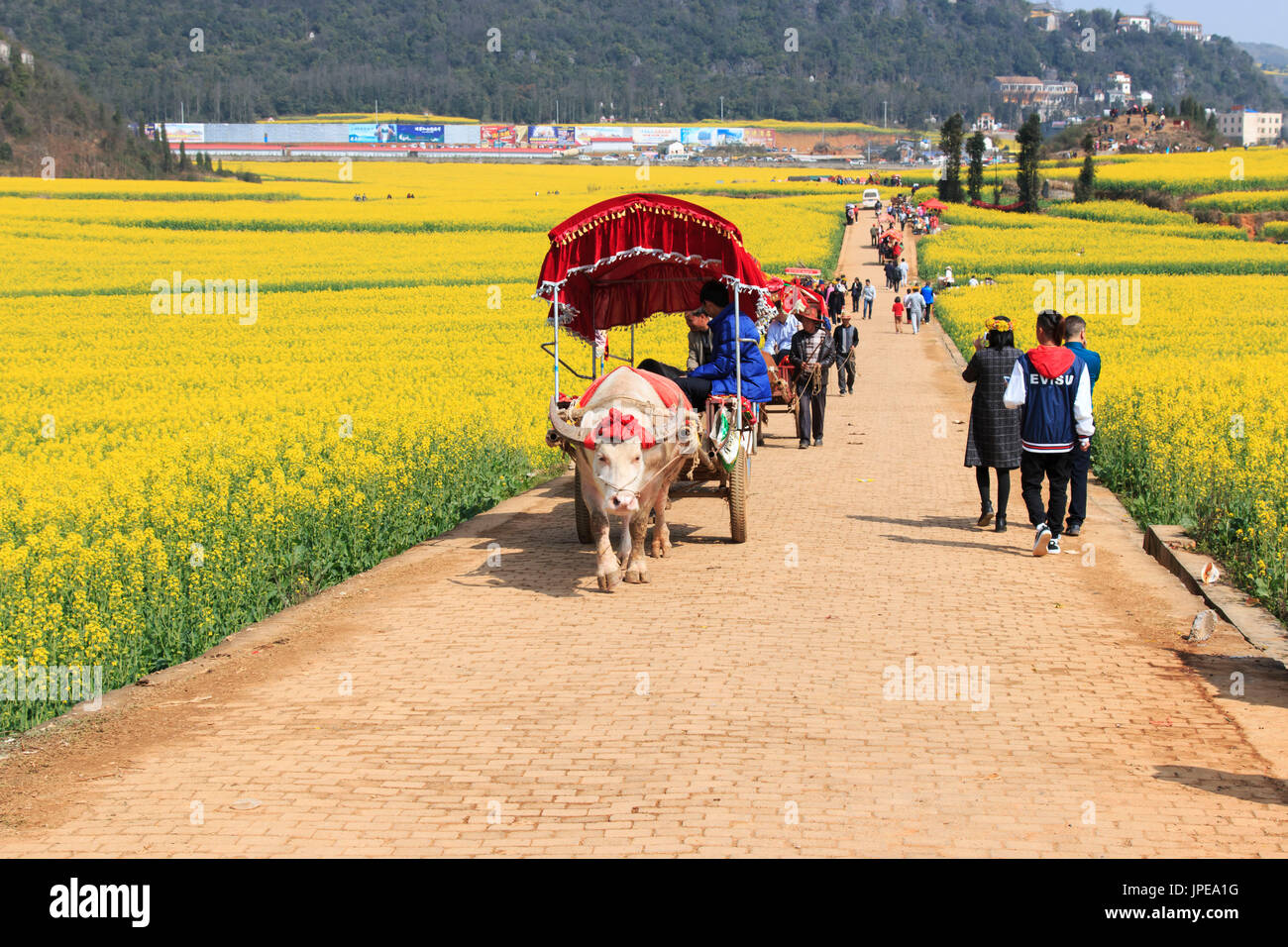 Mann reitet ein Waterbuffalo für die Touristen unter Blumen Rapsfelder von teilnehmen in Yunnan China. Stockfoto