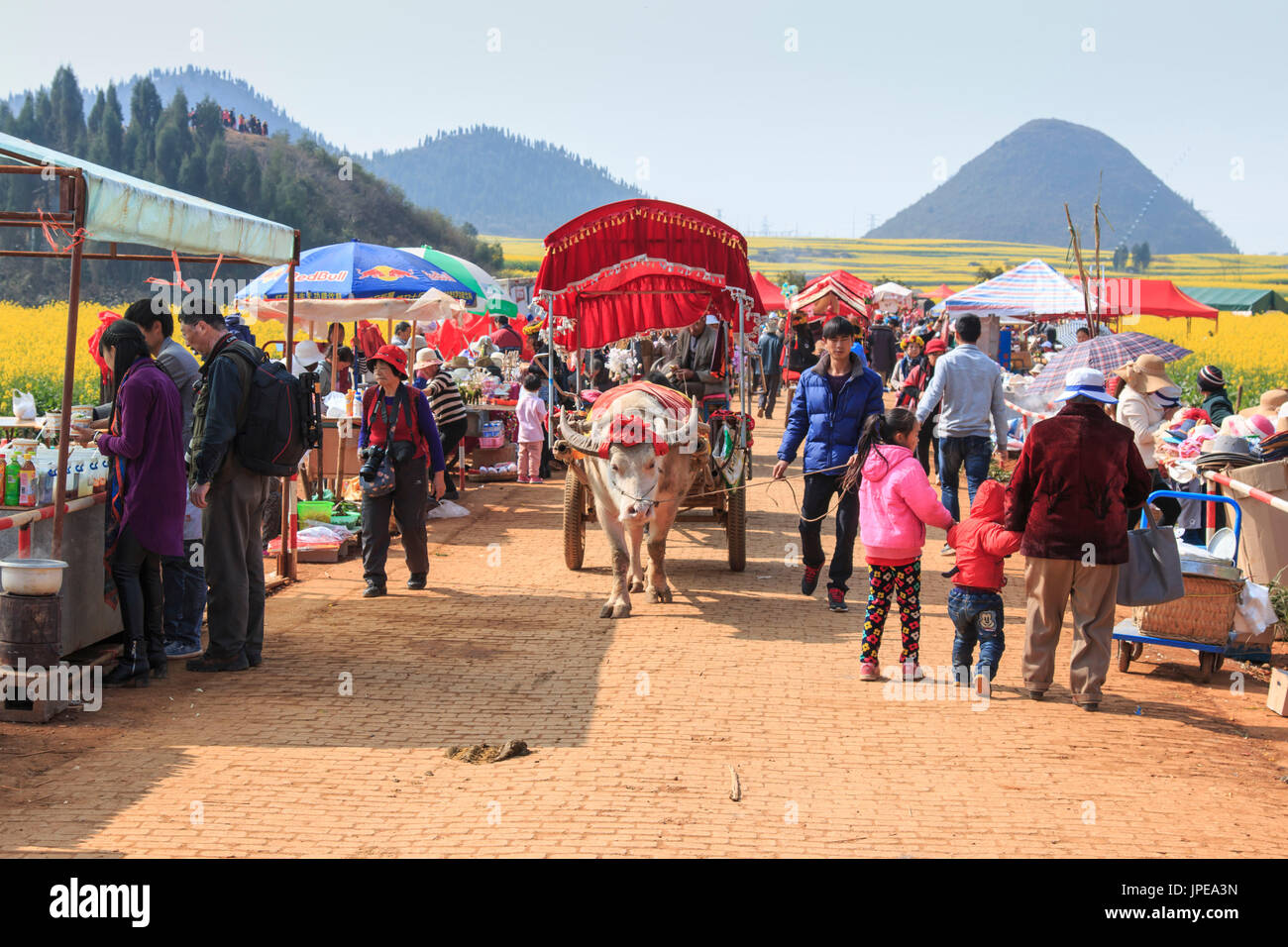 Mann reitet ein Waterbuffalo für die Touristen unter Blumen Rapsfelder von teilnehmen in Yunnan China Stockfoto