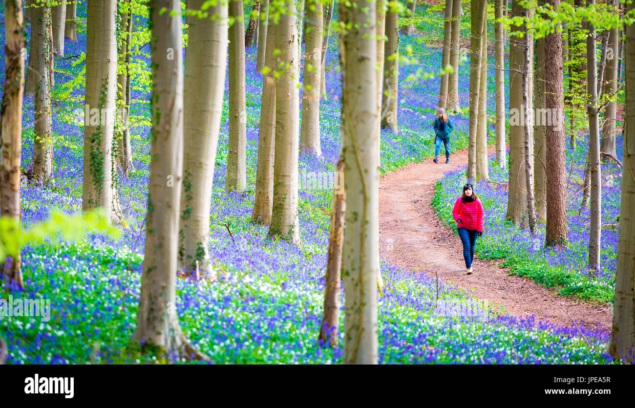 Hallerbos, Buchenwald in Belgien voll von blauen Glocken Blumen. Stockfoto