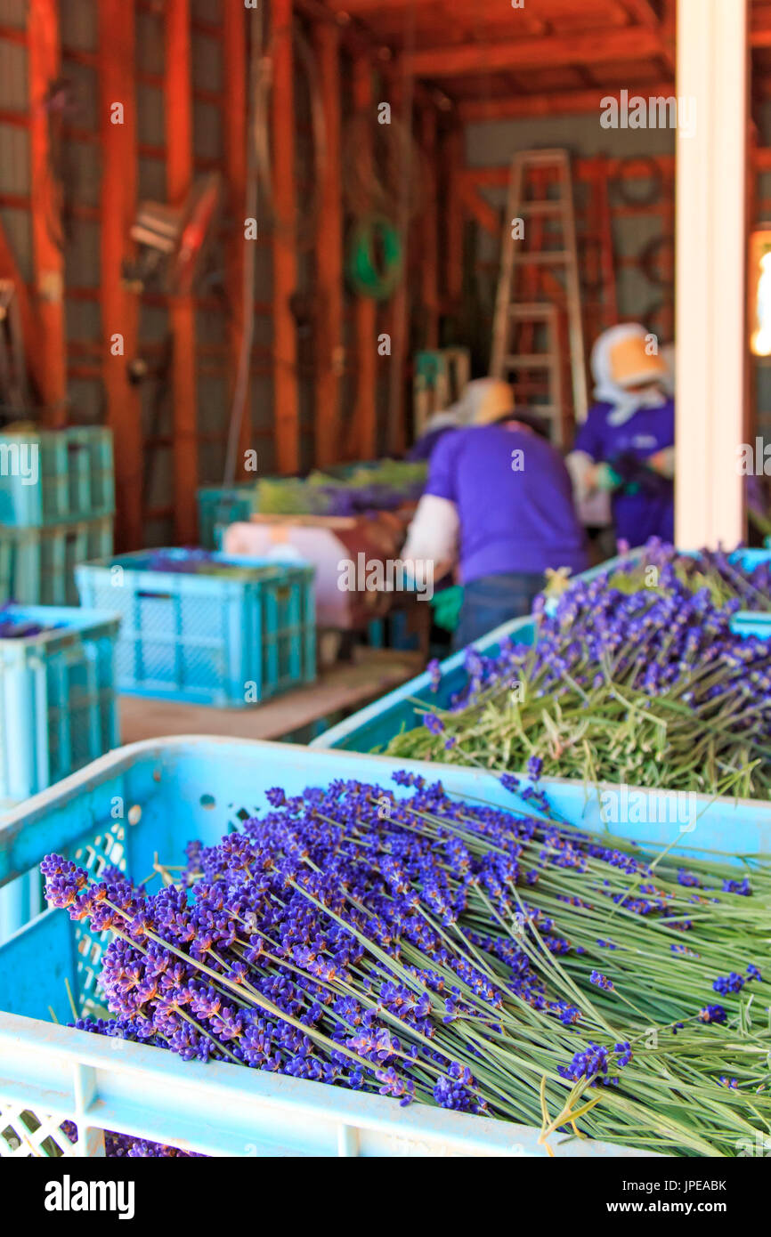 Menschen, die Verarbeitung von Lavendel der Tomita Farm in Hokkaido, Japan Stockfoto