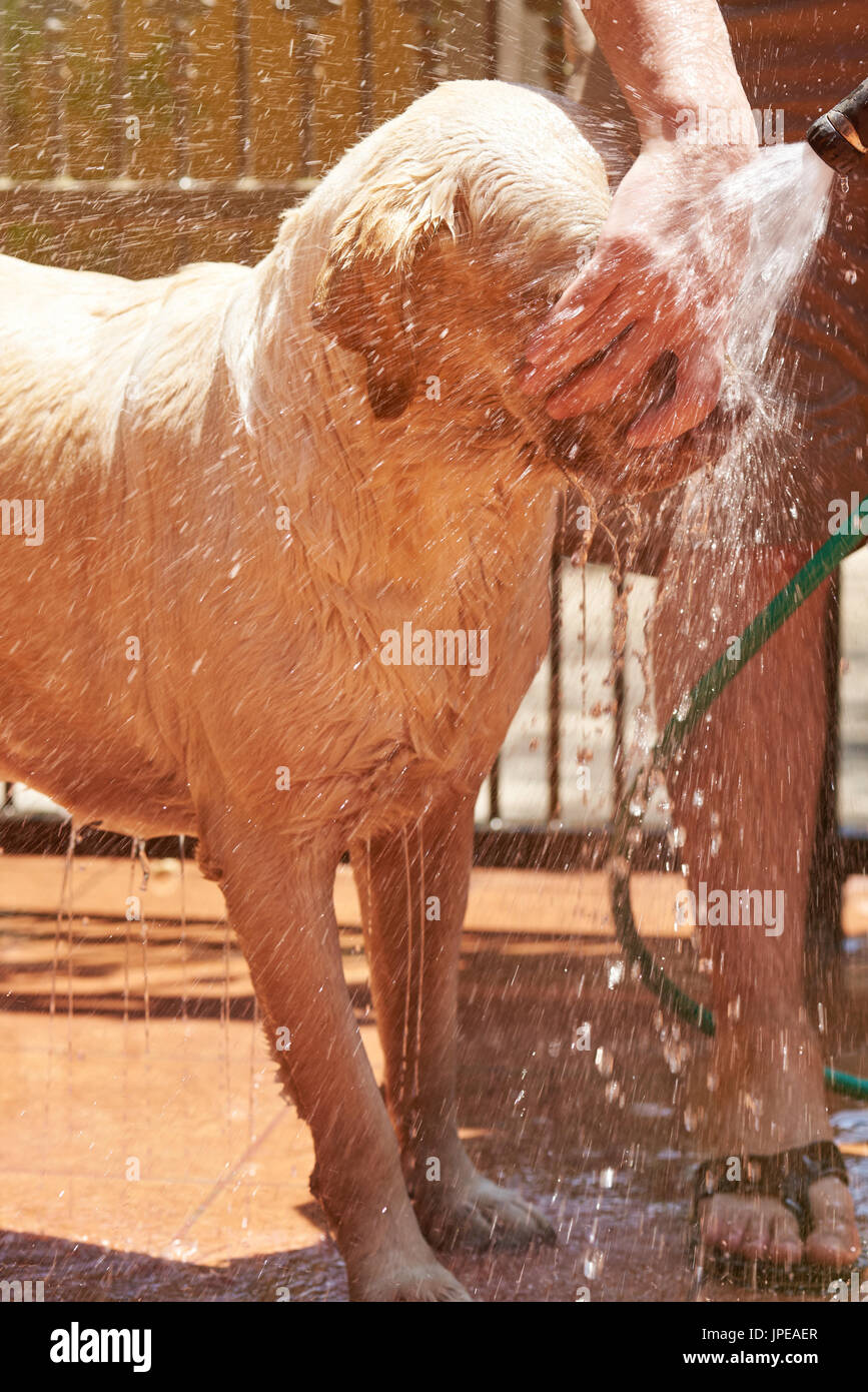 Reinigung Gesicht des Hundes mit dem Wasserschlauch. Hund waschen an sonnigen Tag Stockfoto