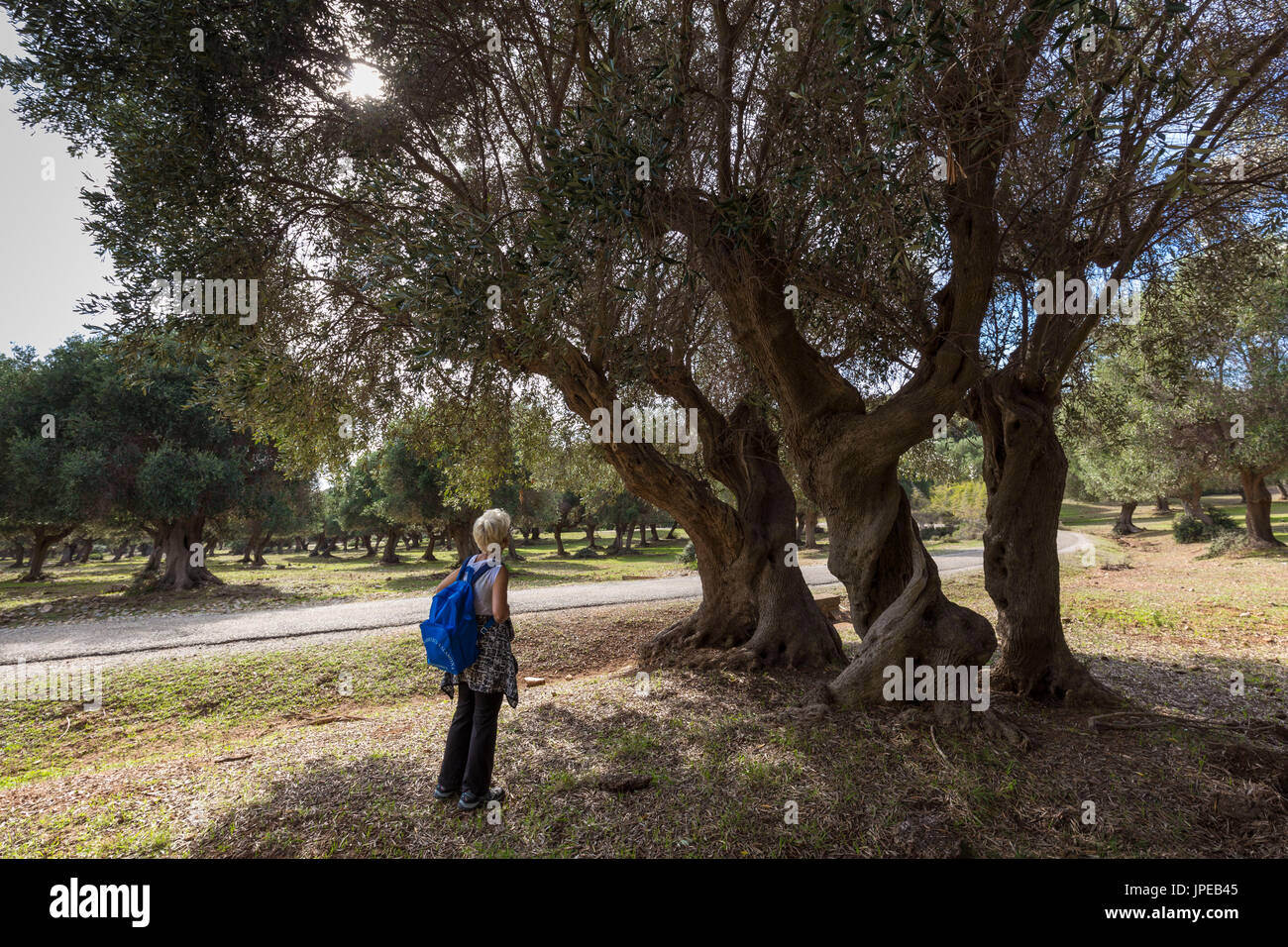 Touristen sehen Olivenbäume in der Maremma-Park. Alberese, Maremma-Park (Parco della Maremma), Grosseto, Provinz Grosseto, Toskana, Italien, Europa Stockfoto