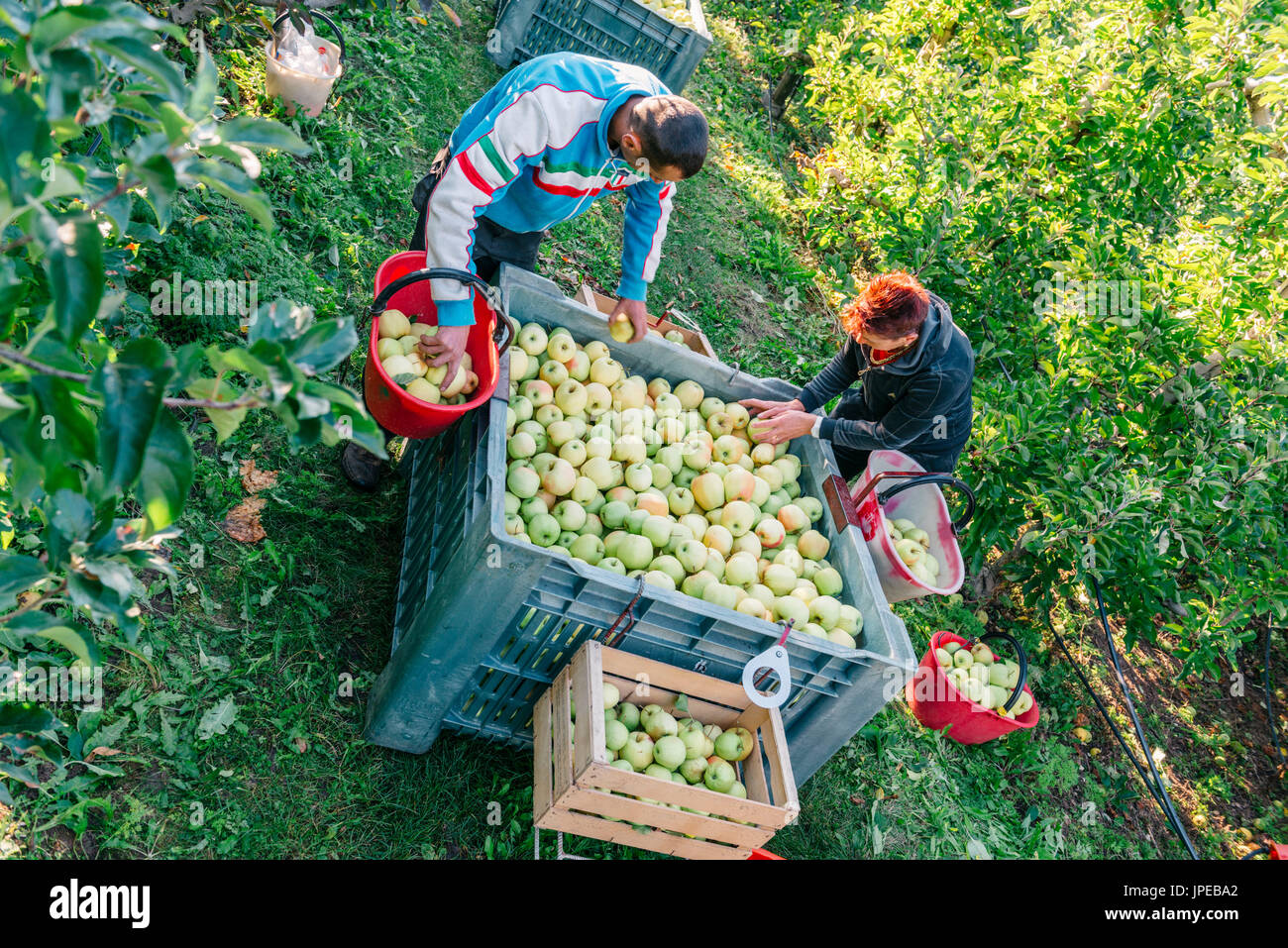 Europa, Italien, Trentino Südtirol, Nonstal. Gruppe von Landwirten, die goldenen Äpfel auswählen Stockfoto