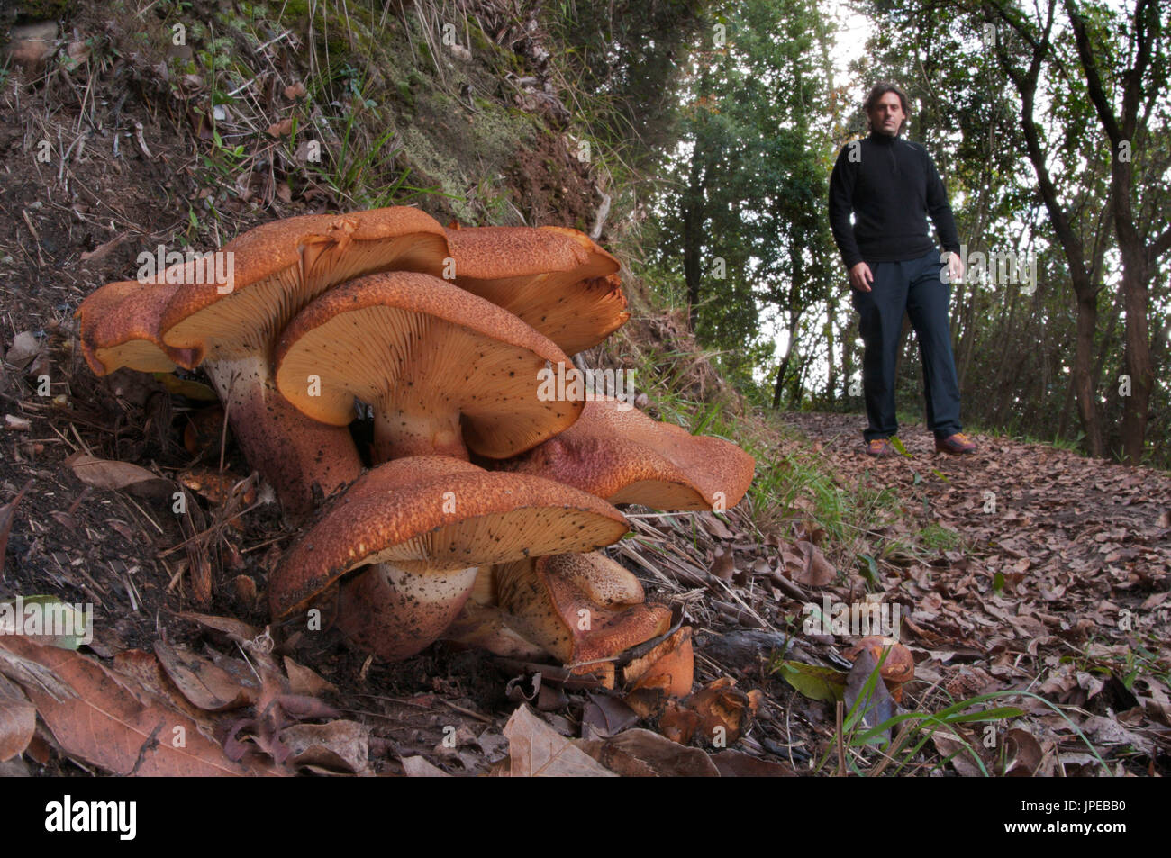 Pilz-Gruppe in einem Waldgebiet mit einem Mann. Portofino Park, Genua, Italien, Europa Stockfoto