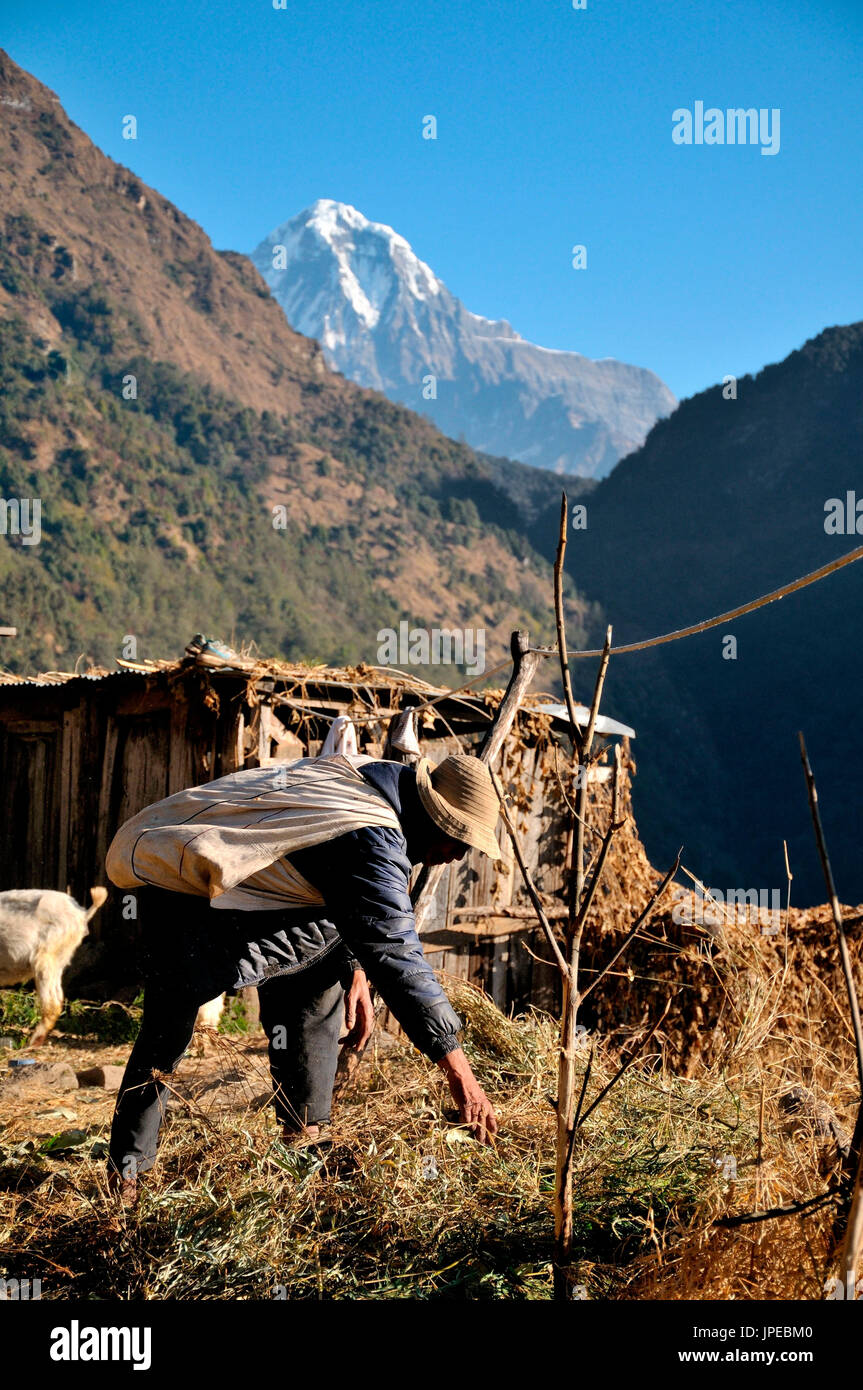 Die Menschen in Nepal, vor allem in den Bergen, leben von der Landwirtschaft und ist während einer Wanderung vor Blicke auf die großen Gipfel des Himalaya Stockfoto