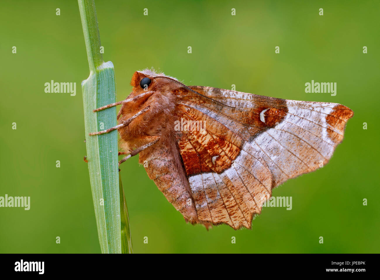 Selenia Tetralunaria, Casareggio, Ligurien, Italien Stockfoto