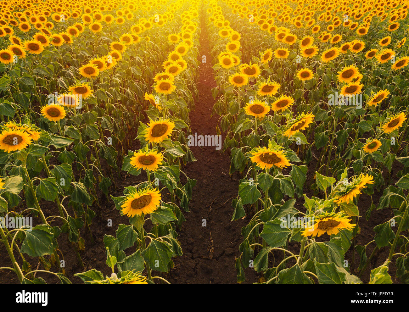 Luftaufnahme des Sonnenblumenfeld im Sommer Sonnenuntergang, kultivierten Nutzpflanzen aus Sicht der Drohne Stockfoto