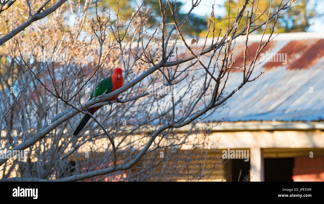 Eine australische Eingeborene männlichen König Parrot (Alisterus scapularis) sitzt in einem Baum im Winter auf einem Bauernhof in NSW, Australien Stockfoto