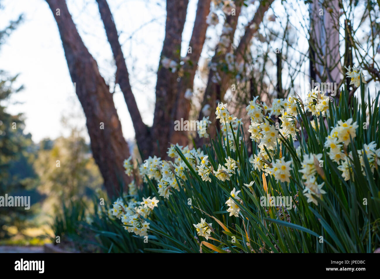 Ein Beet von Jonquils an der historischen Rowlee in Orange, New South Wales, Australien Stockfoto