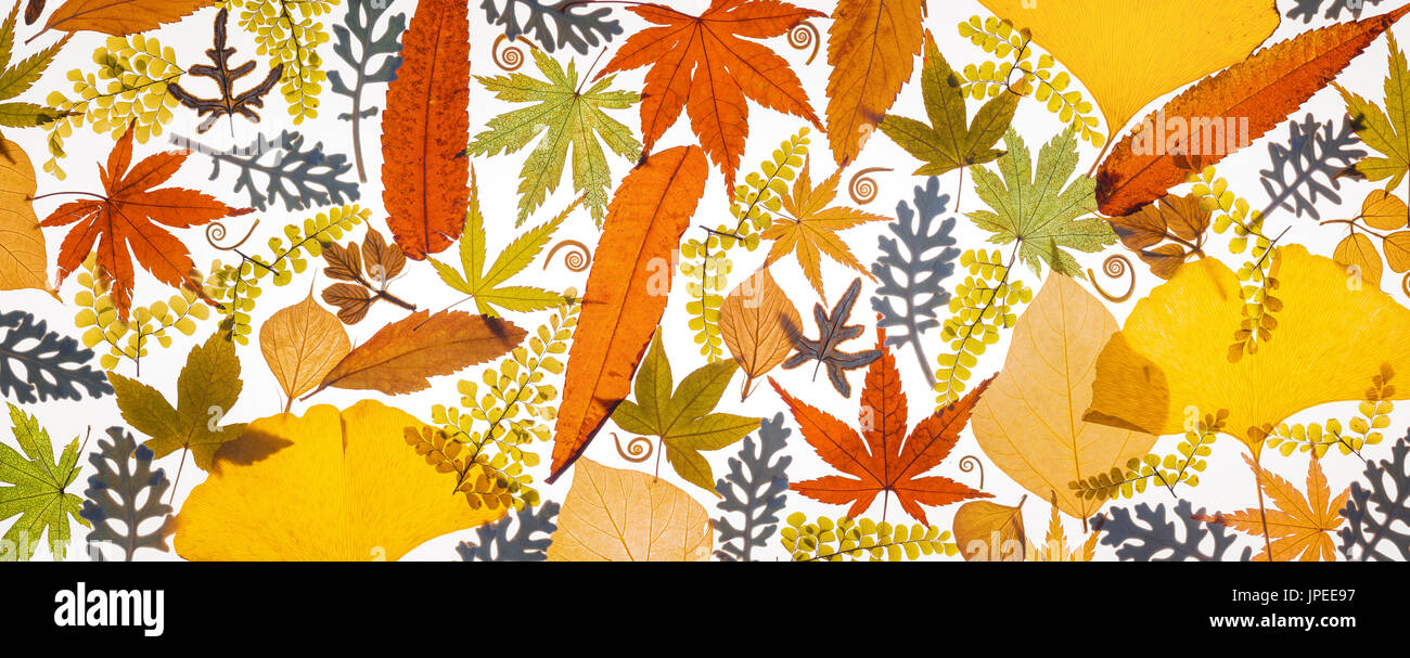 Blätter-Sammlung auf weißem Hintergrund Stockfoto