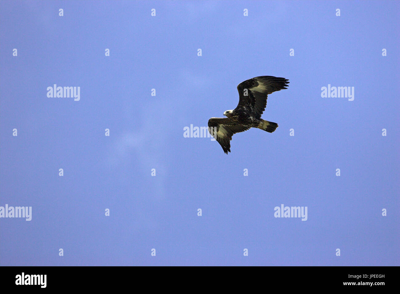 Steinadler Aquila Chrysaetos im Flug Korsika Frankreich Stockfoto