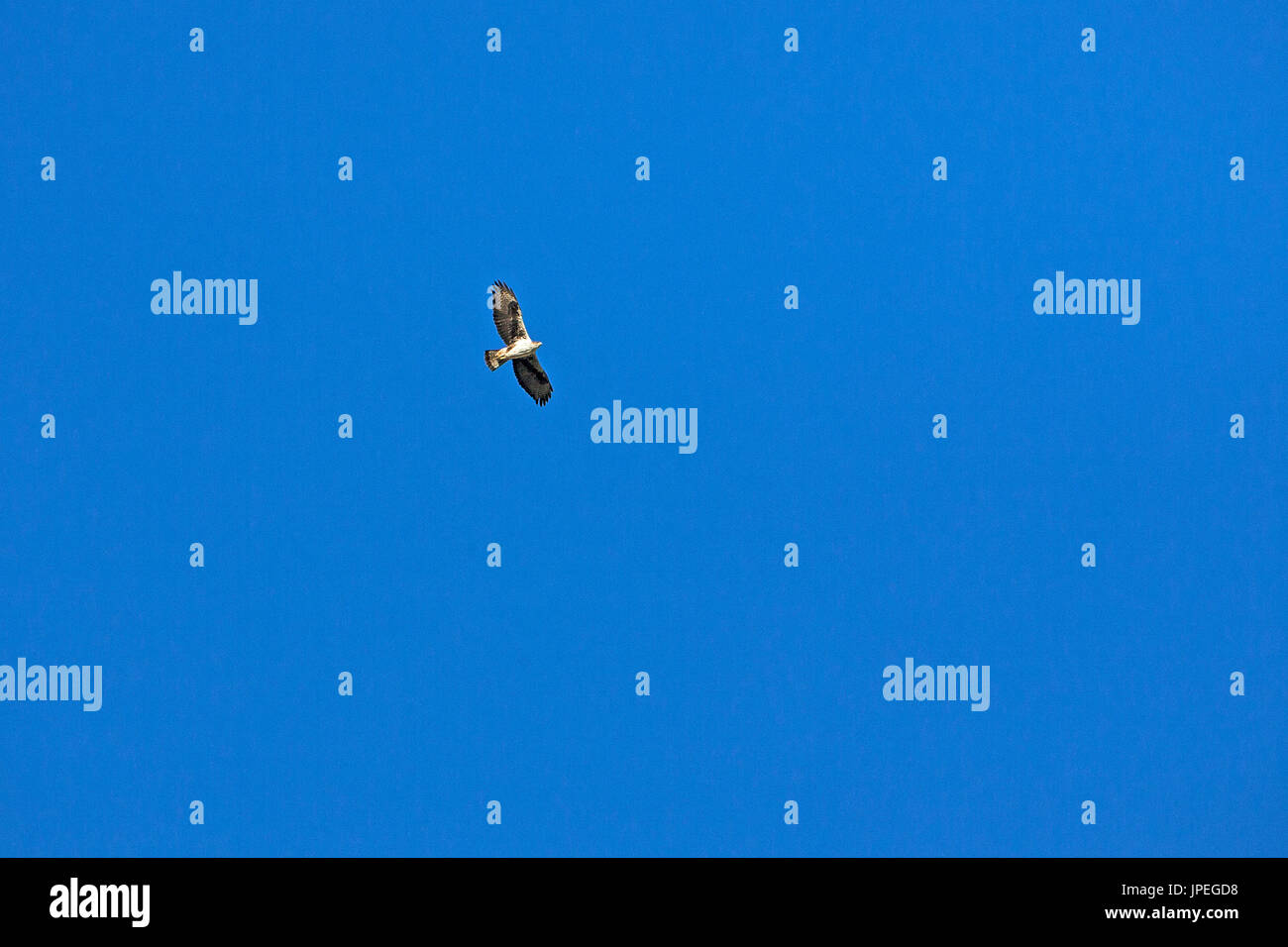 Habichtsadler Hieraaetus Fasciatus im Flug Südfrankreich Stockfoto