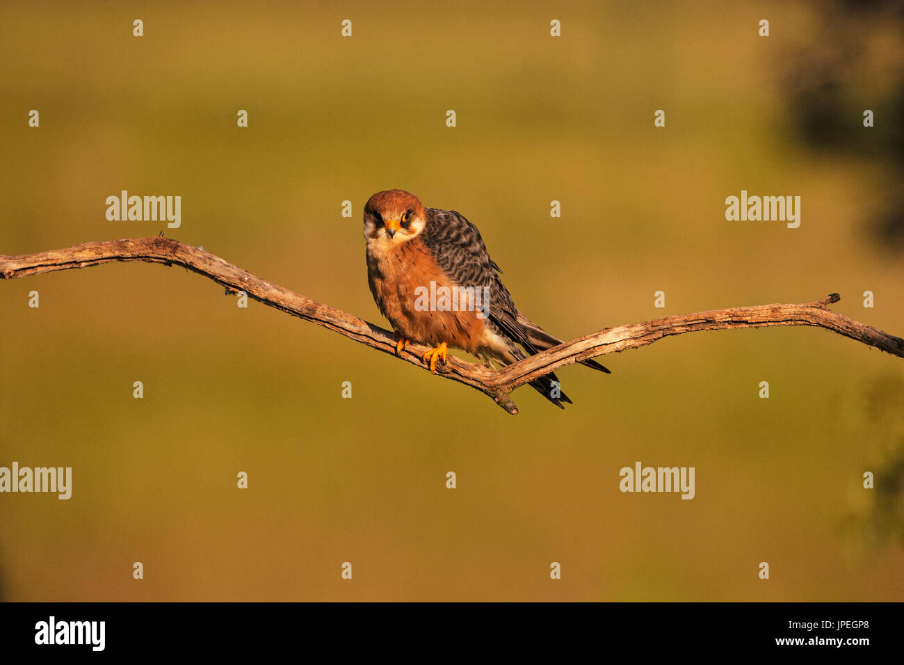 Red-footed Falcon Weibchen in der Nähe von Tiszaalpar Kleinkumanien Nationalpark südliche Tiefebene Ungarn Stockfoto