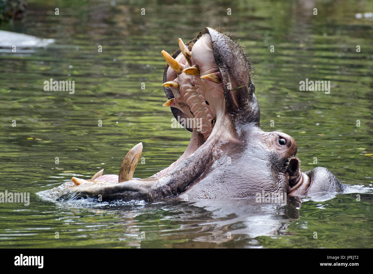 Nilpferd - Hippopotamus amphibius Stockfoto