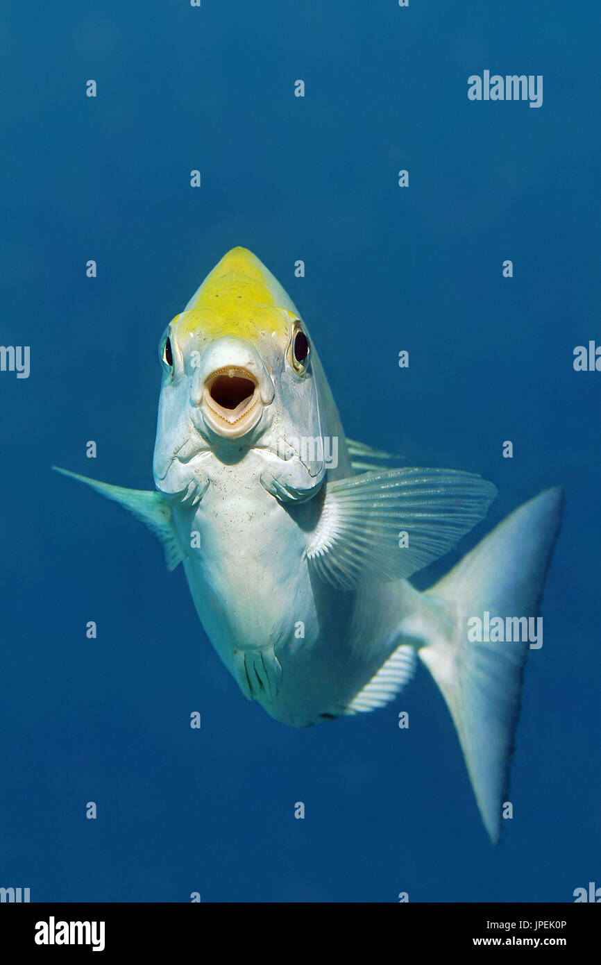 Whitespotted Kaninchen - Siganus sutor Stockfoto