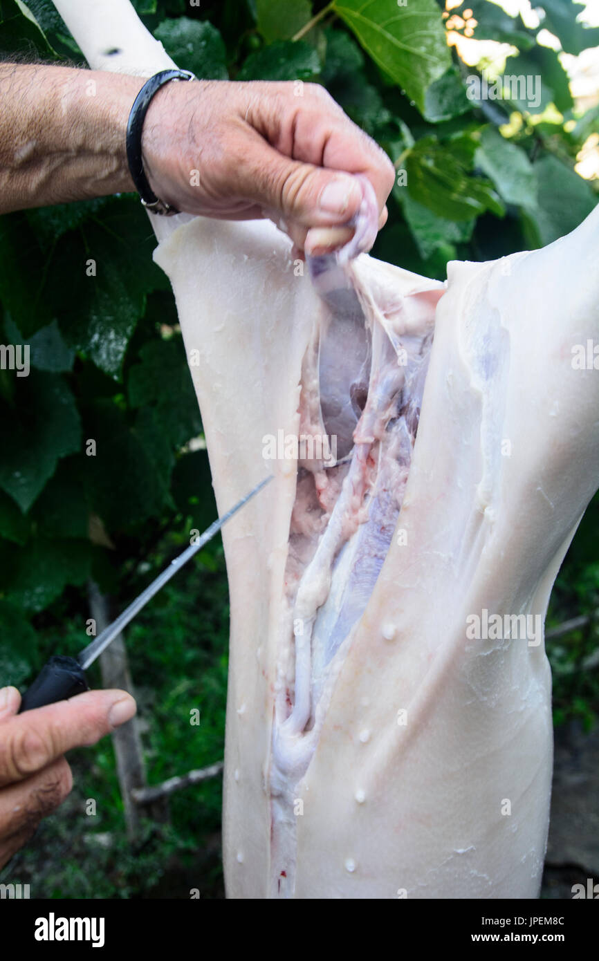 Bearbeitung von einem geschlachteten Schwein, die für den Verkauf vorbereitet wird. Stockfoto