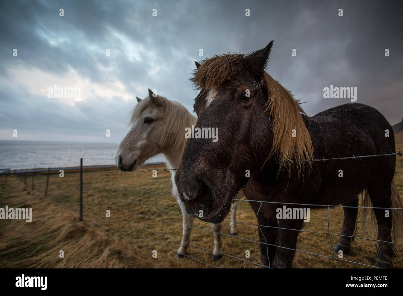 Islandpferde Stockfoto