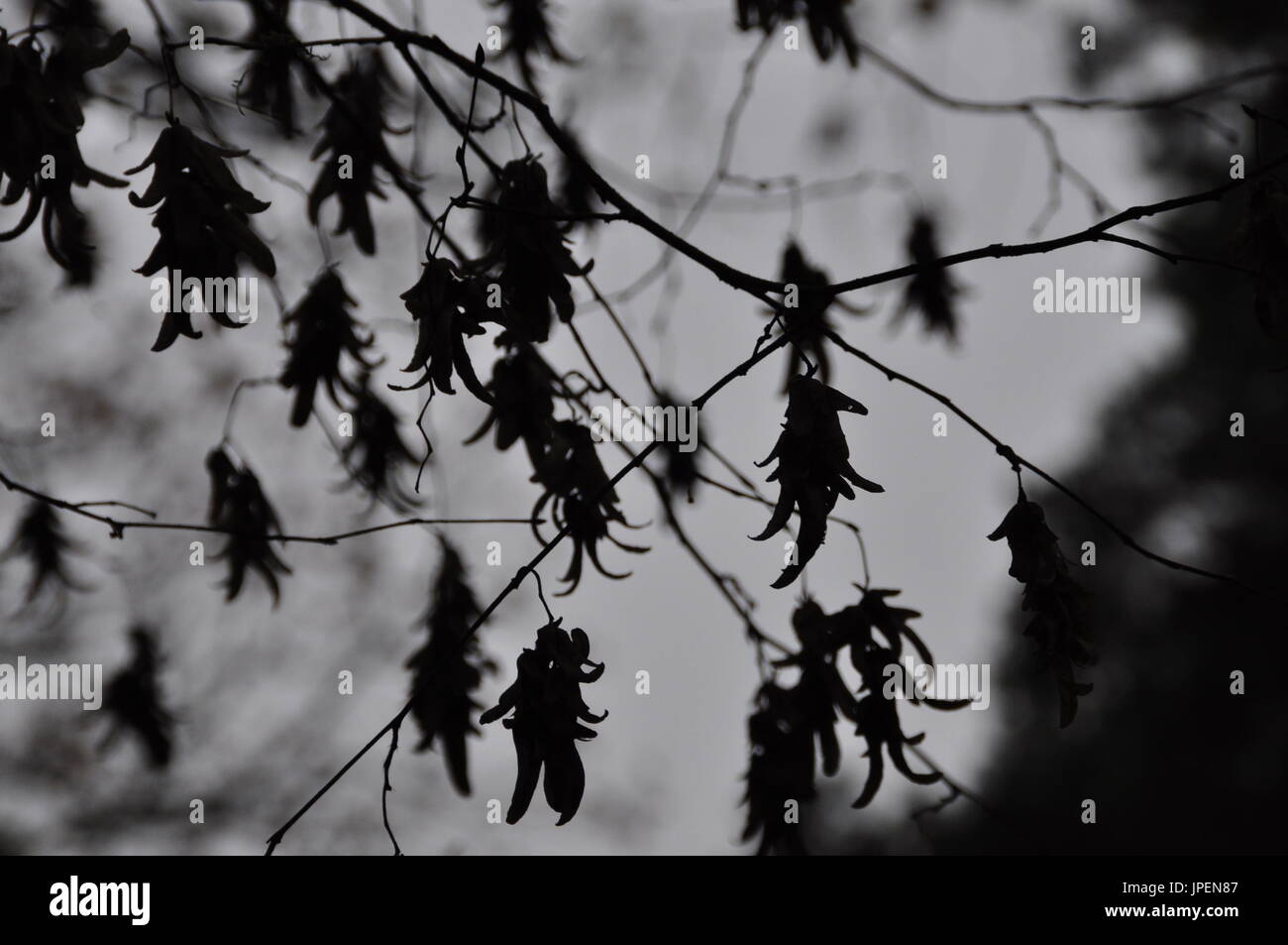 schwarze und weiße Silhouette der Buche Baum Zweige Stockfoto