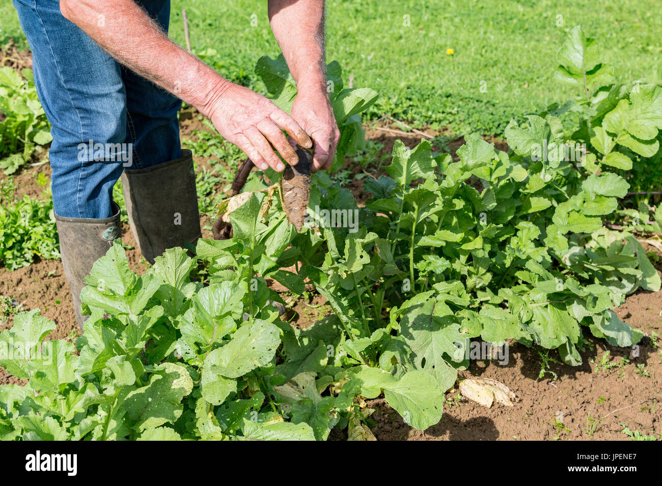 Frische schwarze Rettich mit Händen Gärtner im Garten umgraben, auf Händen hautnah Stockfoto