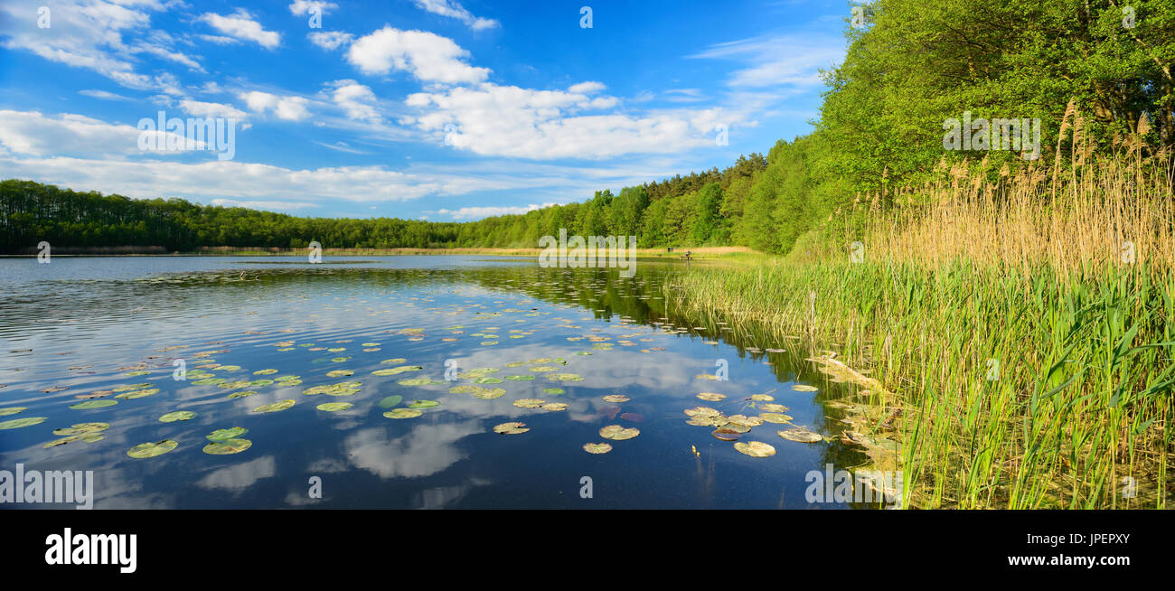 Kleiner Wald See mit Seerosen, in der Nähe von Wittstock, Brandenburg, Deutschland Stockfoto