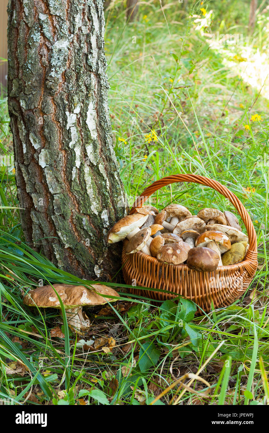 Weidenkorb mit Speisepilzen und wachsenden großen Pilz Boletus Edulis in der Nähe von Birken im Wald hautnah. Stockfoto