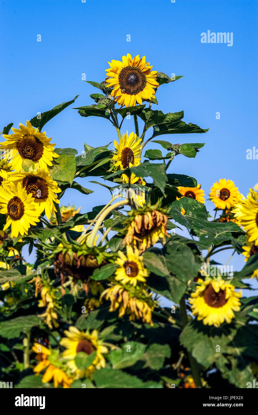 Herausragende Sonnenblume. Stockfoto