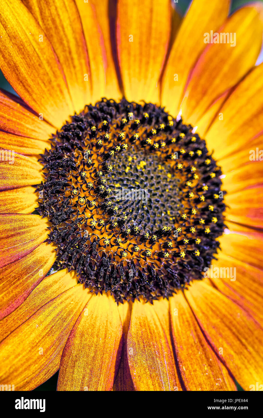 Sonnenblume Orange. Stockfoto