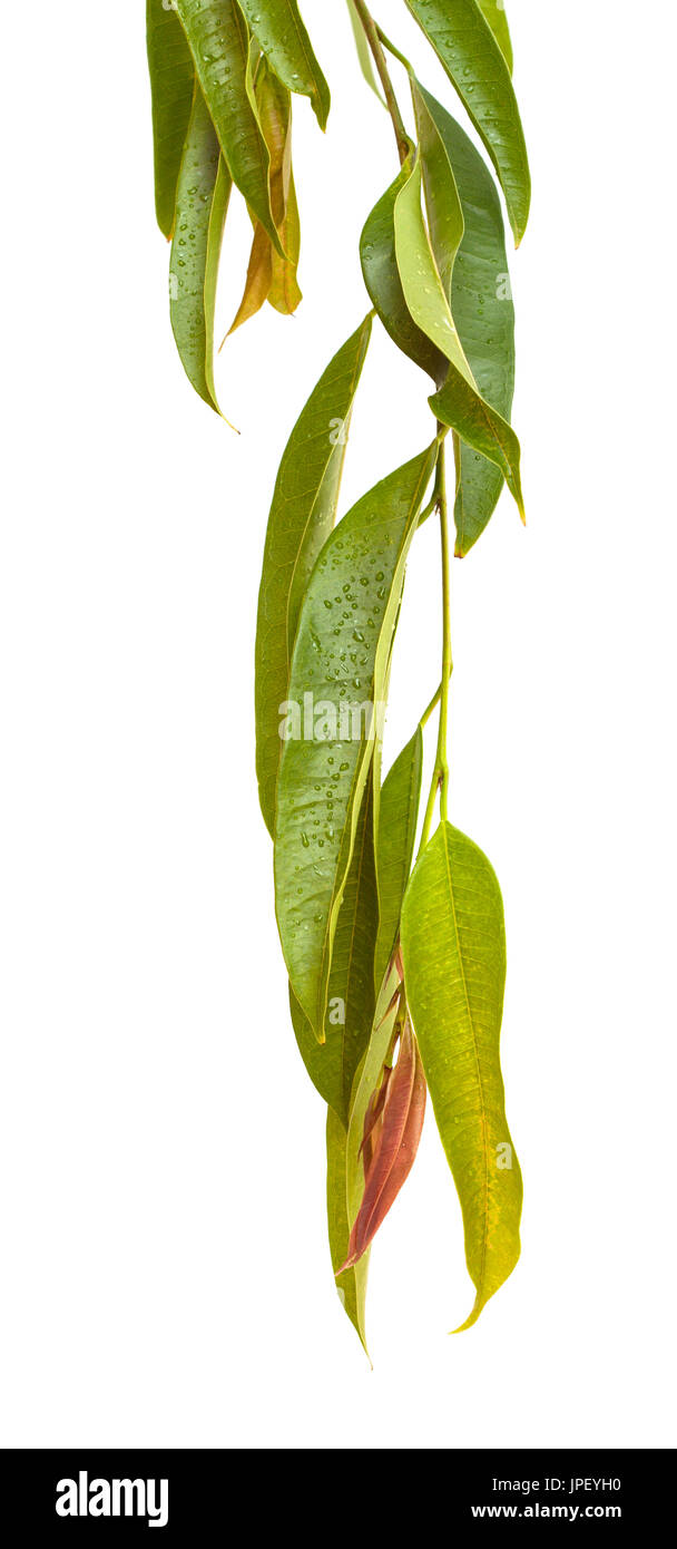 Ficus Alii Zweige isolierten auf weißen Hintergrund Stockfoto