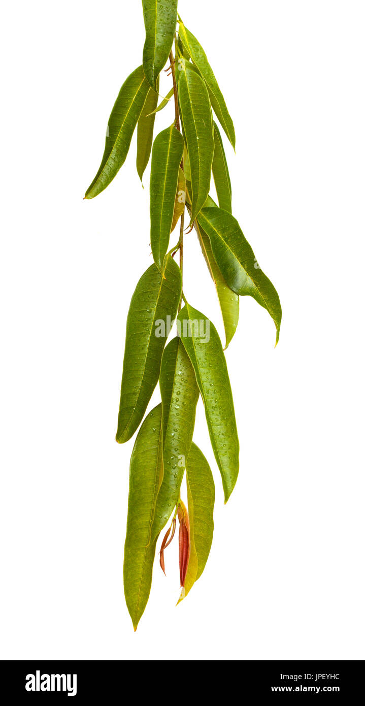 Ficus Alii Zweige isolierten auf weißen Hintergrund Stockfoto