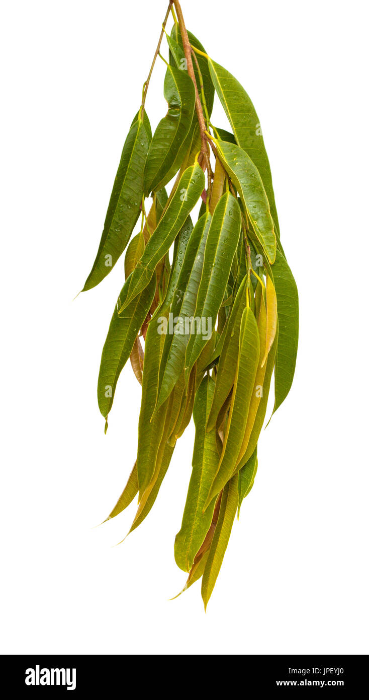 Ficus Alii Zweige isolierten auf weißen Hintergrund Stockfoto