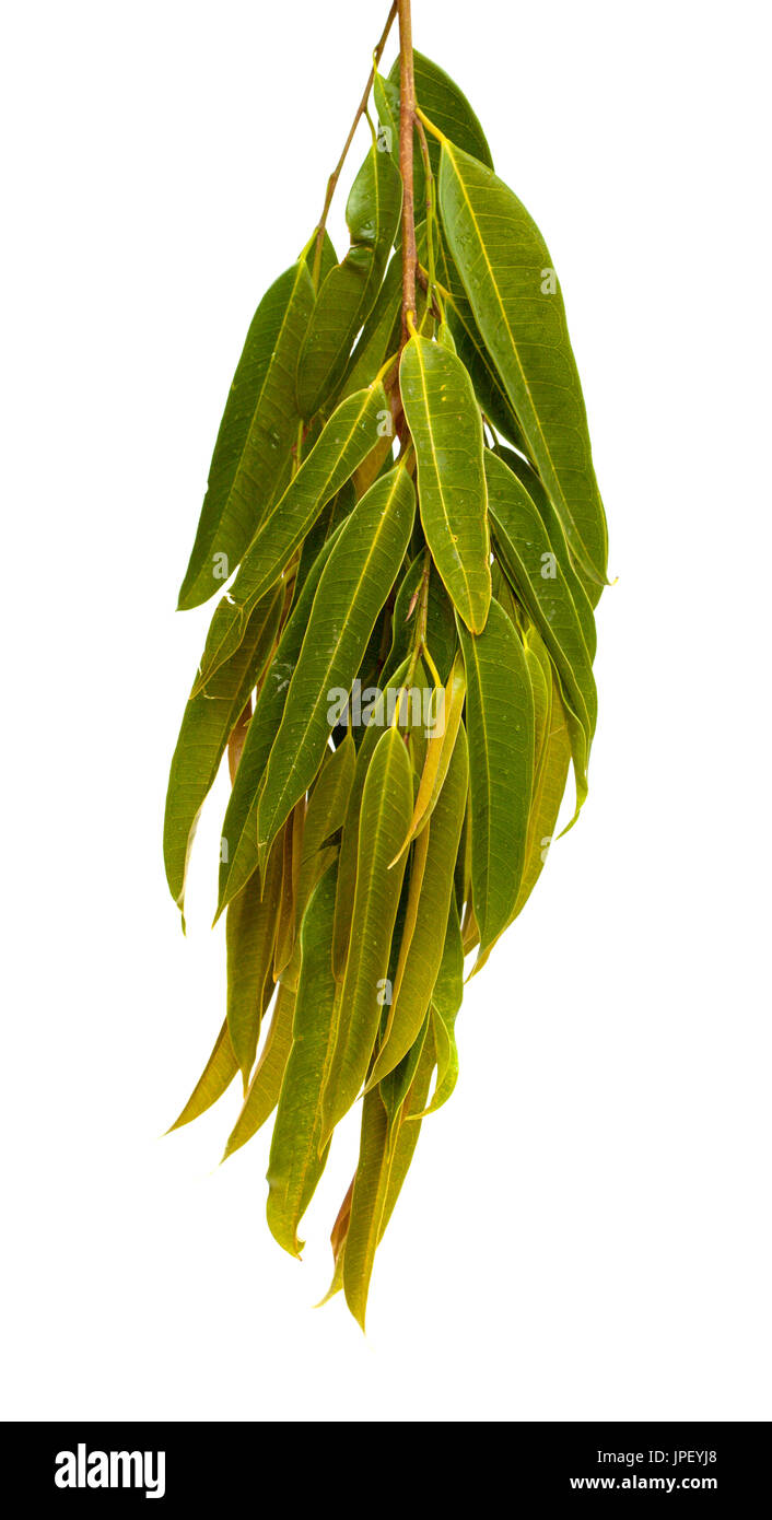 Ficus Alii Zweige isolierten auf weißen Hintergrund Stockfoto