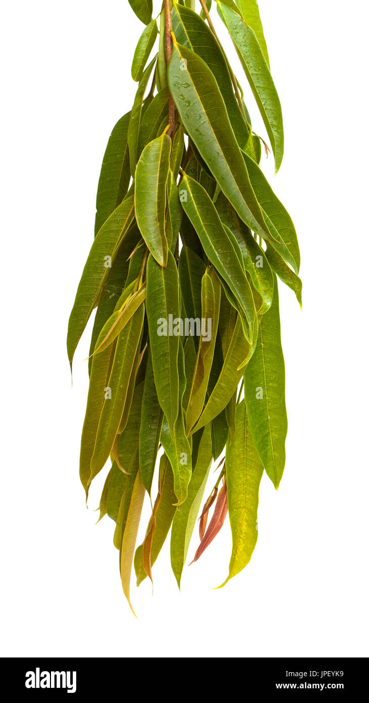 Ficus Alii Zweige isolierten auf weißen Hintergrund Stockfoto