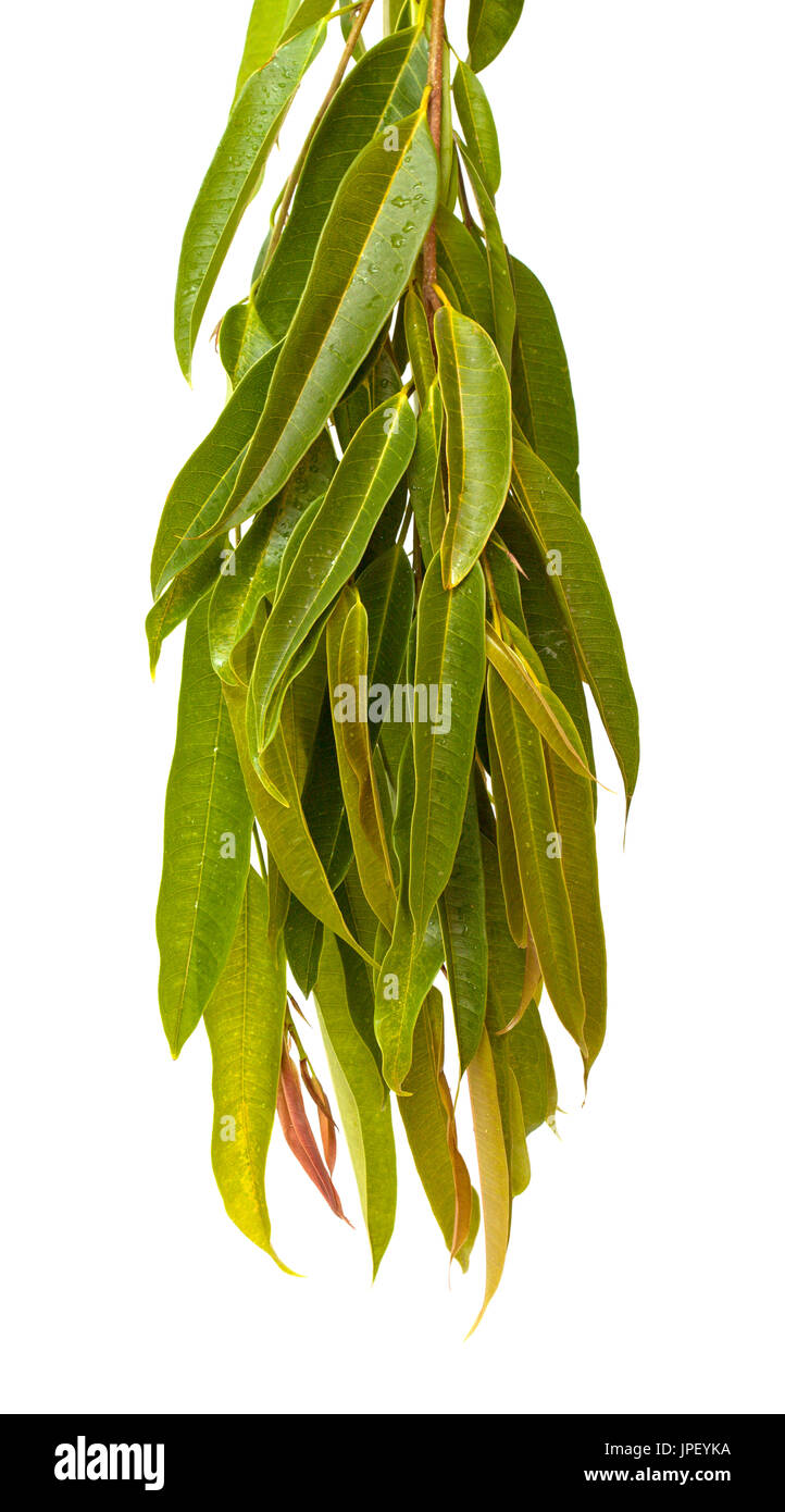 Ficus Alii Zweige isolierten auf weißen Hintergrund Stockfoto