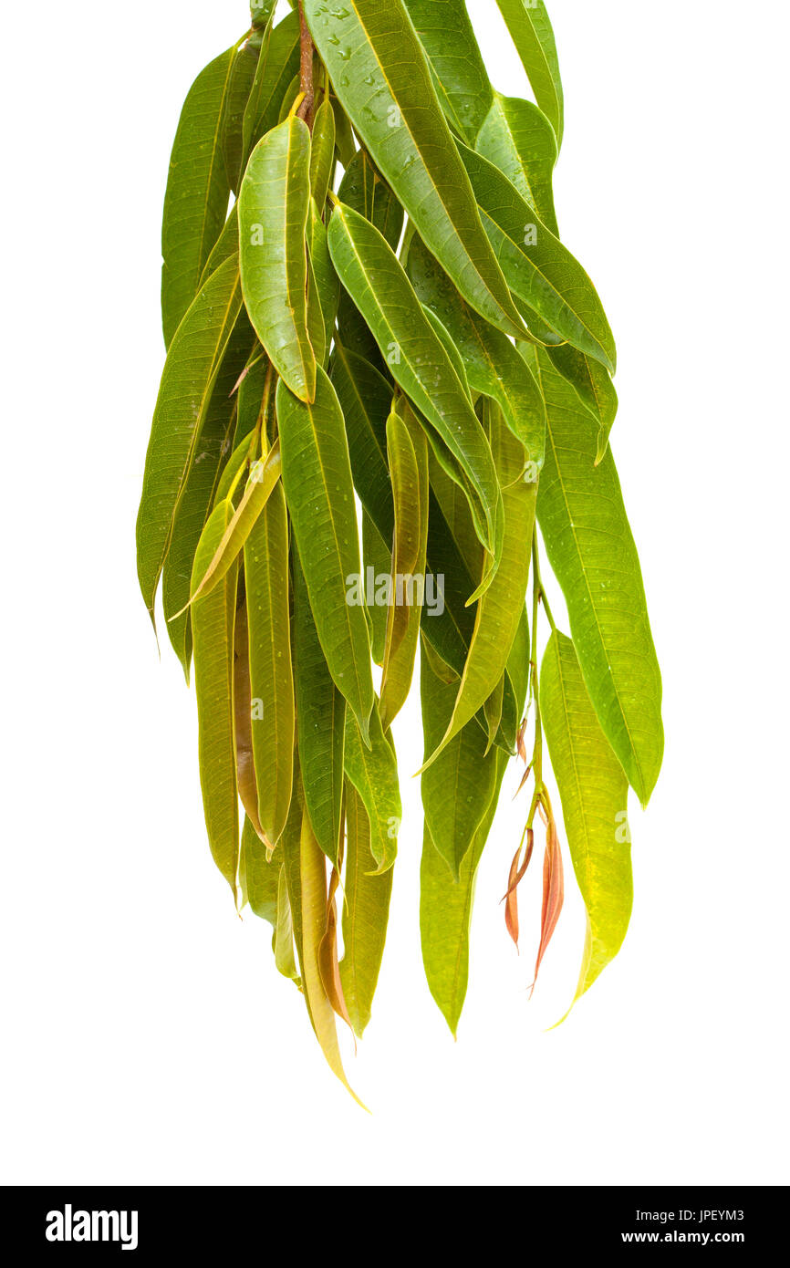 Ficus Alii Zweige isolierten auf weißen Hintergrund Stockfoto