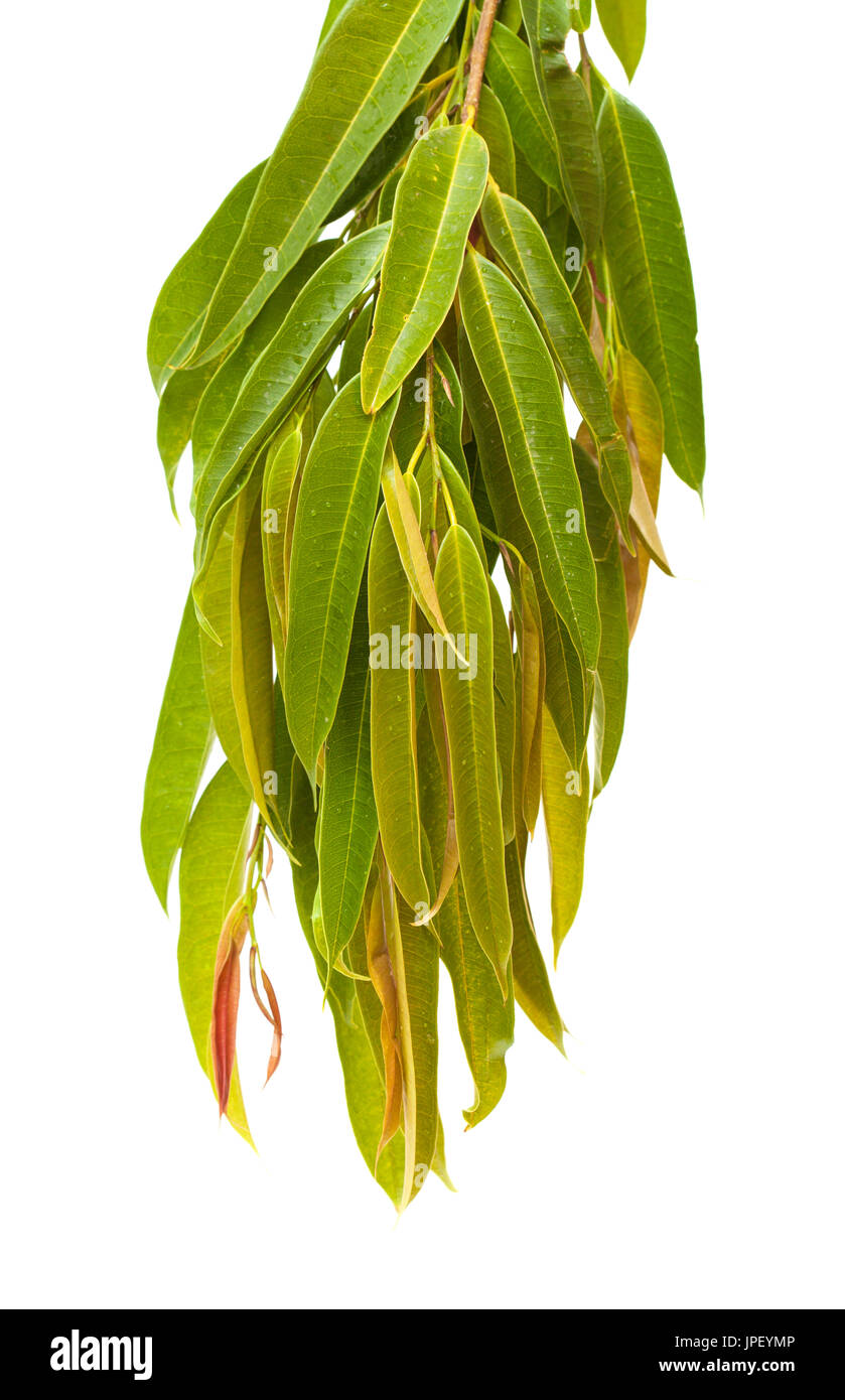 Ficus Alii Zweige isolierten auf weißen Hintergrund Stockfoto