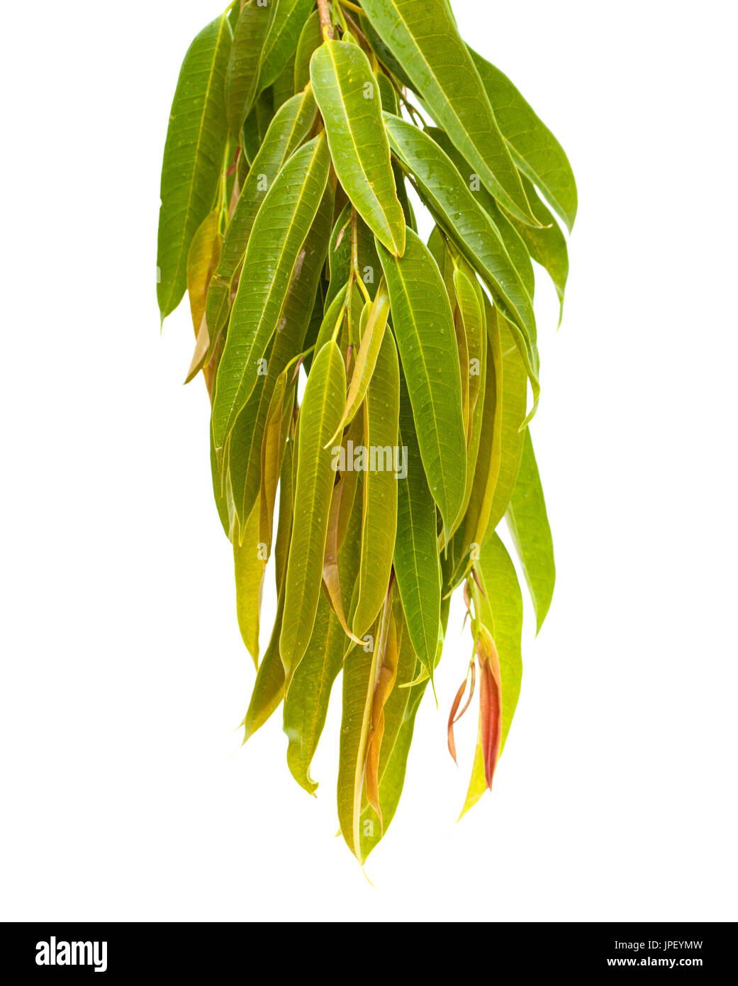 Ficus Alii Zweige isolierten auf weißen Hintergrund Stockfoto