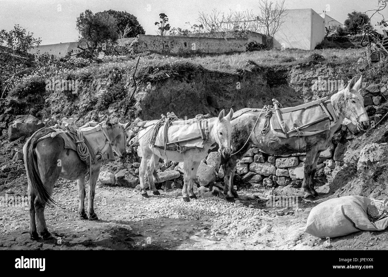 Drei Esel warten auf der griechischen Insel Santorin im Jahr 1986 Stockfoto