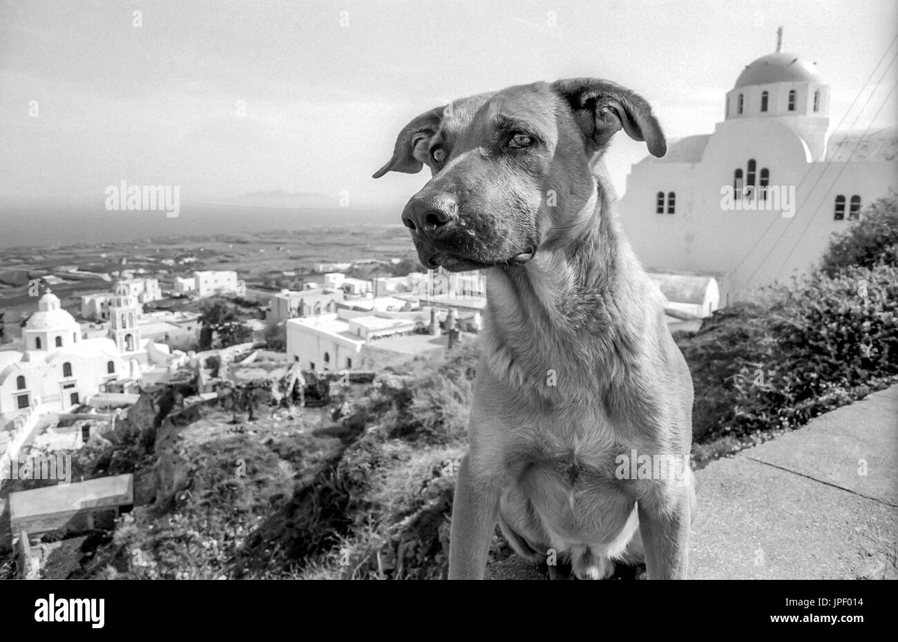 Ein streunender Hund auf der griechischen Insel Santorin im Jahr 1986 Stockfoto