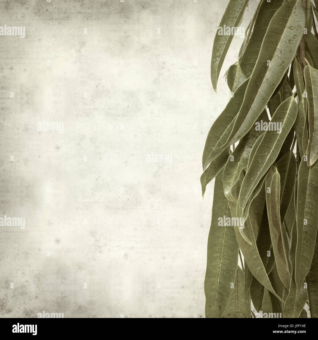 strukturierten alten Papierhintergrund mit Alii Fig Niederlassungen Stockfoto